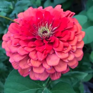 Meet your Posher, Tzeviya